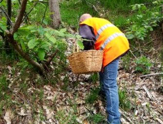 Scatta divieto raccolta funghi nel Bolognese