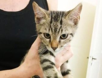 Dopo lockdown più rinunce a cani e gatti