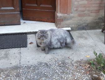 Lesignano, il giallo dei gatti scomparsi