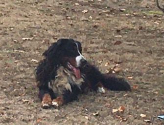 Dal Modenese al Reggiano, i 3 mesi in fuga di Thor