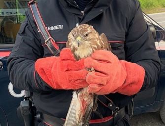 Castiglione dei Pepoli. Poiana cade e si ferisce, la salvano i carabinieri