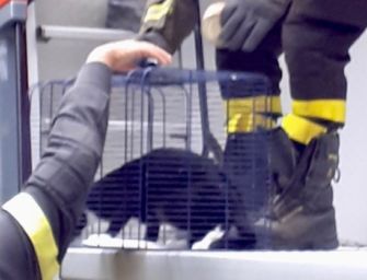 Da giorni su una palma, salvata gatta Renata