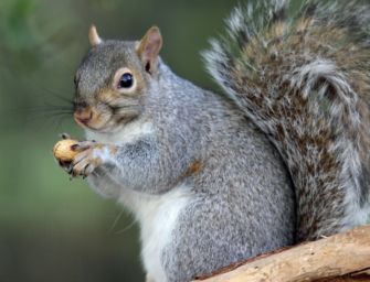 L’Emilia non ucciderà lo scoiattolo grigio