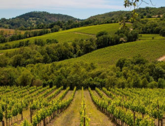 In Emilia-Romagna nasce “Legàmi di Vite”, contratto di sviluppo “green” nel comparto vitivinicolo