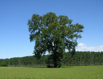 Emilia più verde, già oltre 630mila nuovi alberi