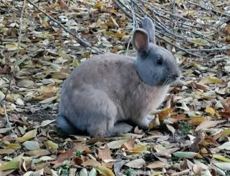 Reggio. Saranno sterilizzati i conigli del parco del Diamante in zona Orologio
