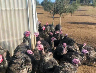 Focolaio di influenza aviaria nel Basso Ferrarese, sequestrati quasi 50mila tacchini