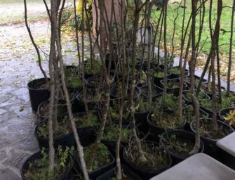 Guastalla. In golena a dimora 103 alberi per ogni bimbo nato nel 2020