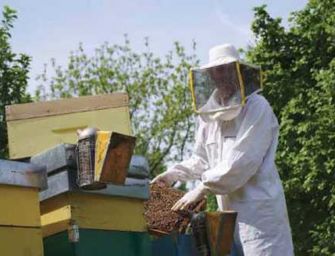 Reggio. Clima, disastro per api e miele