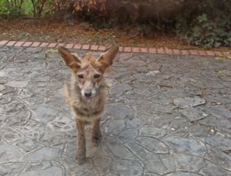 Volpe vaga all’università, ora è in cura