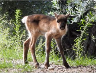 Cucciolo di renna di Palagano sbranato dai lupi