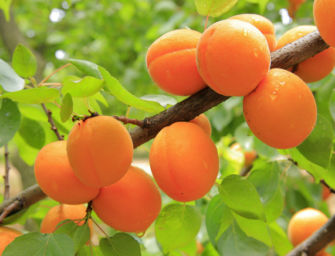 Agricoltura. Scoppia la primavera precoce, allarme per frutteti in Emilia-Romagna
