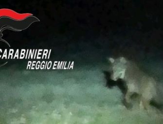 Castellarano. Lupo al centro commerciale