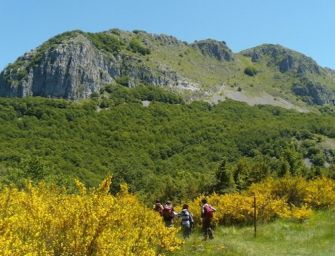 Il 21 marzo è la Giornata Internazionale delle Foreste