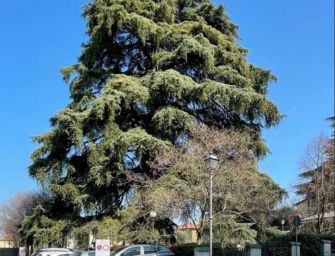 Il gran pino di Cavriago si fa bello