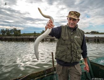 Sos anguilla: è a rischio estinzione