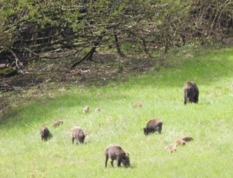 Cinghiali al pascolo in Val d’Enza