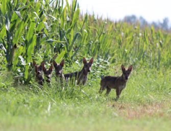 Lupo e grandi carnivori in pianura