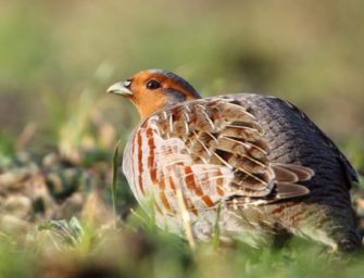 Giorno della Terra, torna in Emilia la starna italica: era dichiarata estinta