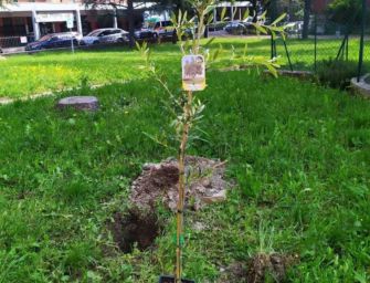 Un ulivo alla scuola Fermi di Reggio per l’ambiente e la pace