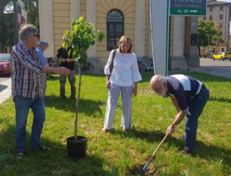 Reggio. Piantato sulla circonvallazione (Porta San Pietro) un ciliegio per Paride Allegri