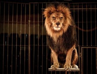 Stop animali nel circo, ok alla risoluzione