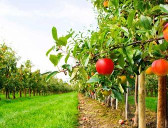 ‘Pochi lavoratori nei campi reggiani: a rischio raccolta frutta e verdura’