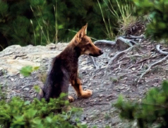 Ancora in corso le indagini sui cinque lupi ritrovati morti avvelenati nel parco storico di Monte Sole