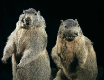 Al Palazzo dei Musei di Reggio le ‘Storie di animali strani’