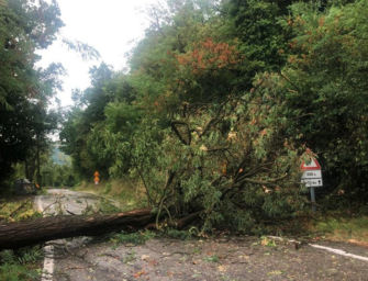 Maltempo, albero caduto sulla carreggiata lungo la strada provinciale 19 a Prignano sulla Secchia