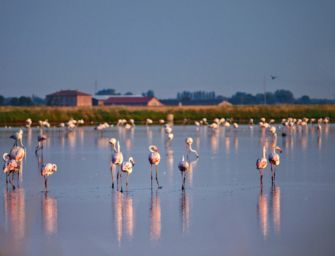 Allarme sul Delta del Po, primi casi di uccelli avvelenati dal botulino