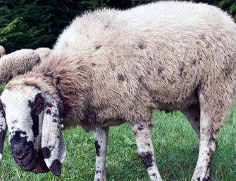 Guerra delle pecore nel Parco dell’Appennino, prime denunce