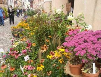 Torna a Guastalla l’appuntamento con la mostra – mercato di Animali Perduti