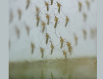 Identificato un caso di dengue a Persiceto, al via i trattamenti di disinfestazione
