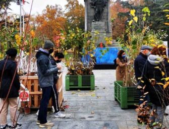 Bene le 4mila piante distribuite a Reggio, ma assenti gli alberi adatti al rimboschimento