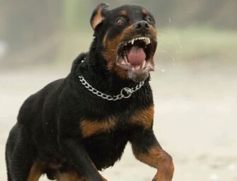 Concordia. Muore sbranata dai suoi 2 rottweiler prima del pranzo di Natale