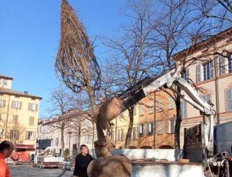 Reggio. Nuovi alberi in piazza Fontanesi, via Che Guevara e in tre parchi cittadini