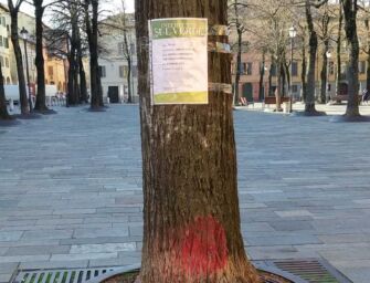 Reggio. E’ malato, abbattuto un tiglio di piazza Fontanesi