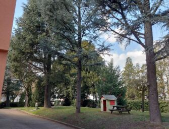 Codemondo, bloccato l’abbattimento di 7 piante: il Comune ha sbagliato alberi