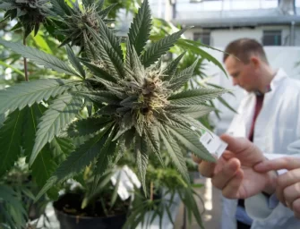 I tossicologi mettono in guardia: sono provati i danni della cannabis