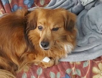 Enpa Reggio ringrazia: “In 5 giorni raccolti i fondi necessari per curare il cagnolino Forty”