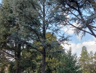 A Codemondo: “Giù le mani da quelle piante”