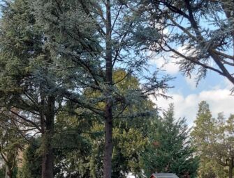 Reggio. Dietrofront, sospeso l’abbattimento di 7 grandi alberi a Codemondo