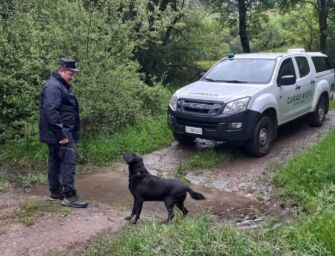 Giovane lupo trovato morto al Ventasso, si indaga sulle cause