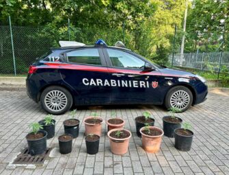 Viano. Tradito dall’odore della marijuana che coltivava in giardino