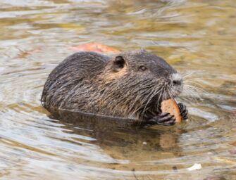 Castelnovo Rangone. Uccisa la nutria Ciccio, il tribunale chiede la verifica telefonica