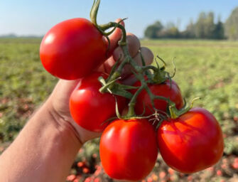 Il pomodoro del futuro cresce a Cesena