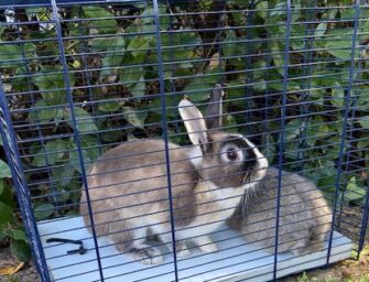 “Sono troppi e creano disagi”, trasferiti i conigli del parco XXII Aprile a Modena