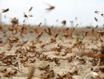 Dopo alluvione e trombe d’aria la Riviera Romagnola invasa dalle cavallette