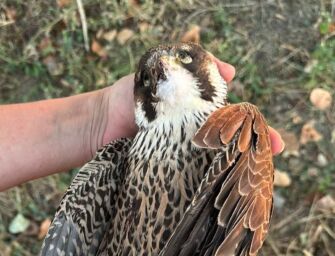 Poviglio, ucciso un falco pellegrino